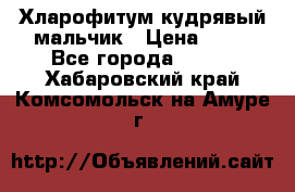 Хларофитум кудрявый мальчик › Цена ­ 30 - Все города  »    . Хабаровский край,Комсомольск-на-Амуре г.